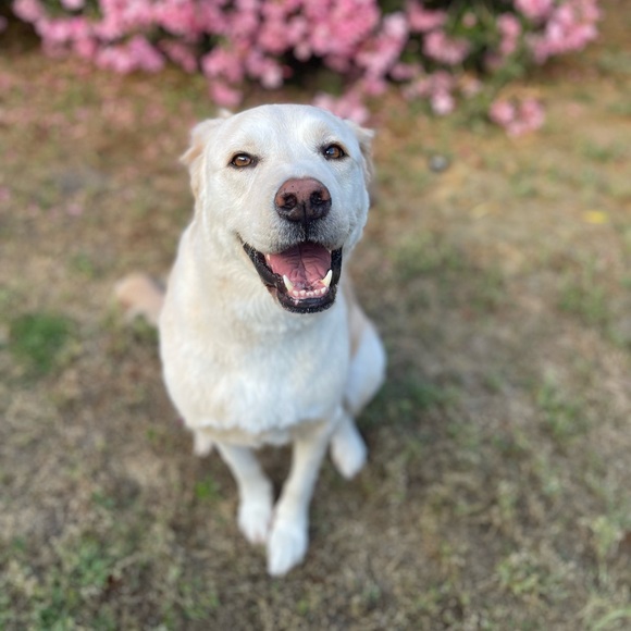 Meet your Posher, Taelor - Picture 1 of 1